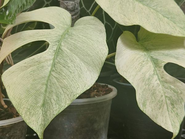 Монстеры кхуна Нука