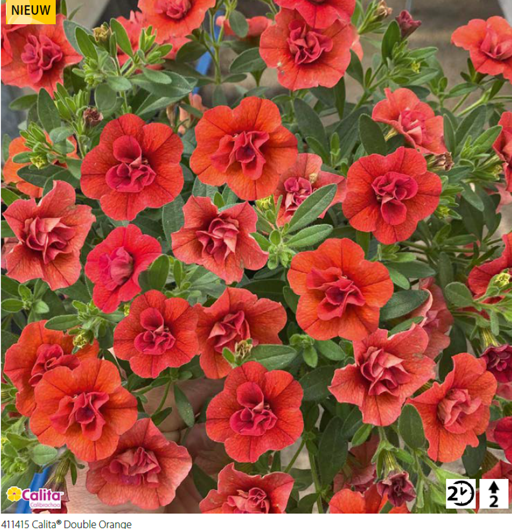 ЕВРО Калибрахоа Calita double orange укорененный черенок ОКС