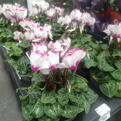 Цикламен Верано