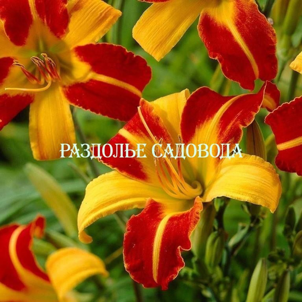 Лилейник гибридный Франс Халс