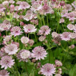 Астранция Пинк Баттон С2