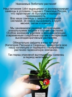 Колокольчик Ла Белле Блю персиколистный многолетний