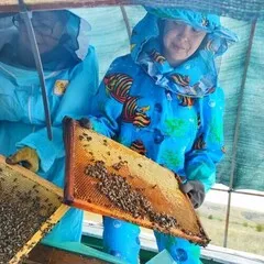 Мед лесной органический/ 230 гр