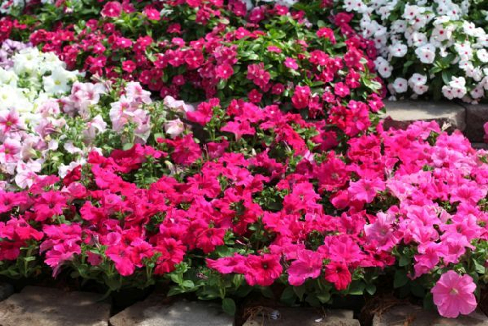 Петуния грандифлора Призм Дип Роуз (1000др) Витагрин Профи