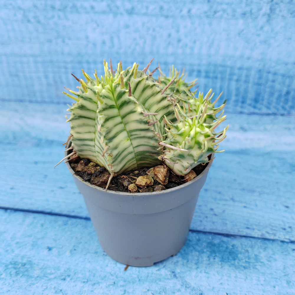 Euphorbia meloformis f. Variegated (Эуфорбия вариегатная)