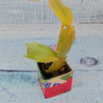 Schlumbergera Thor Vita (Декабрист)