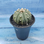 Astrophytum Asterias (Астрофитум)