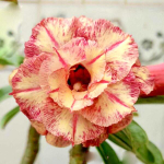 Адениум PLOY CHAN