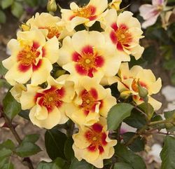 Ай Оф Зе Тайге (Eye Of The Tiger)