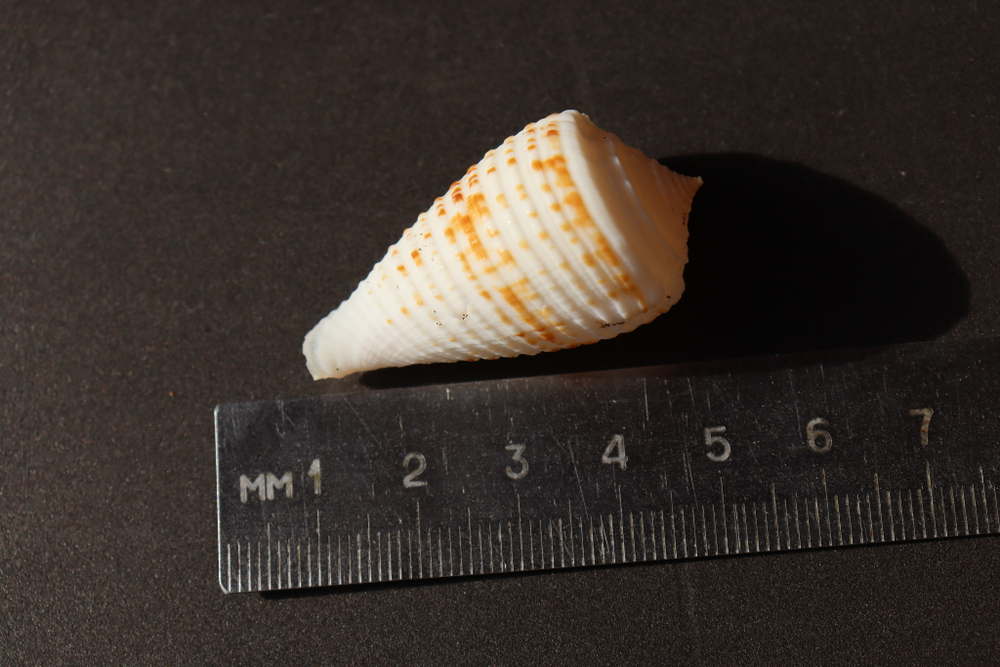 Ракушка конус ролани (Conus rolani)