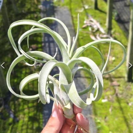 Тилландсия Curly Slim (streptophylla x intermedia) R