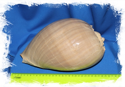 Мело, 23-26см, 1шт