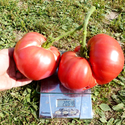 Помидоры Казанский Местный