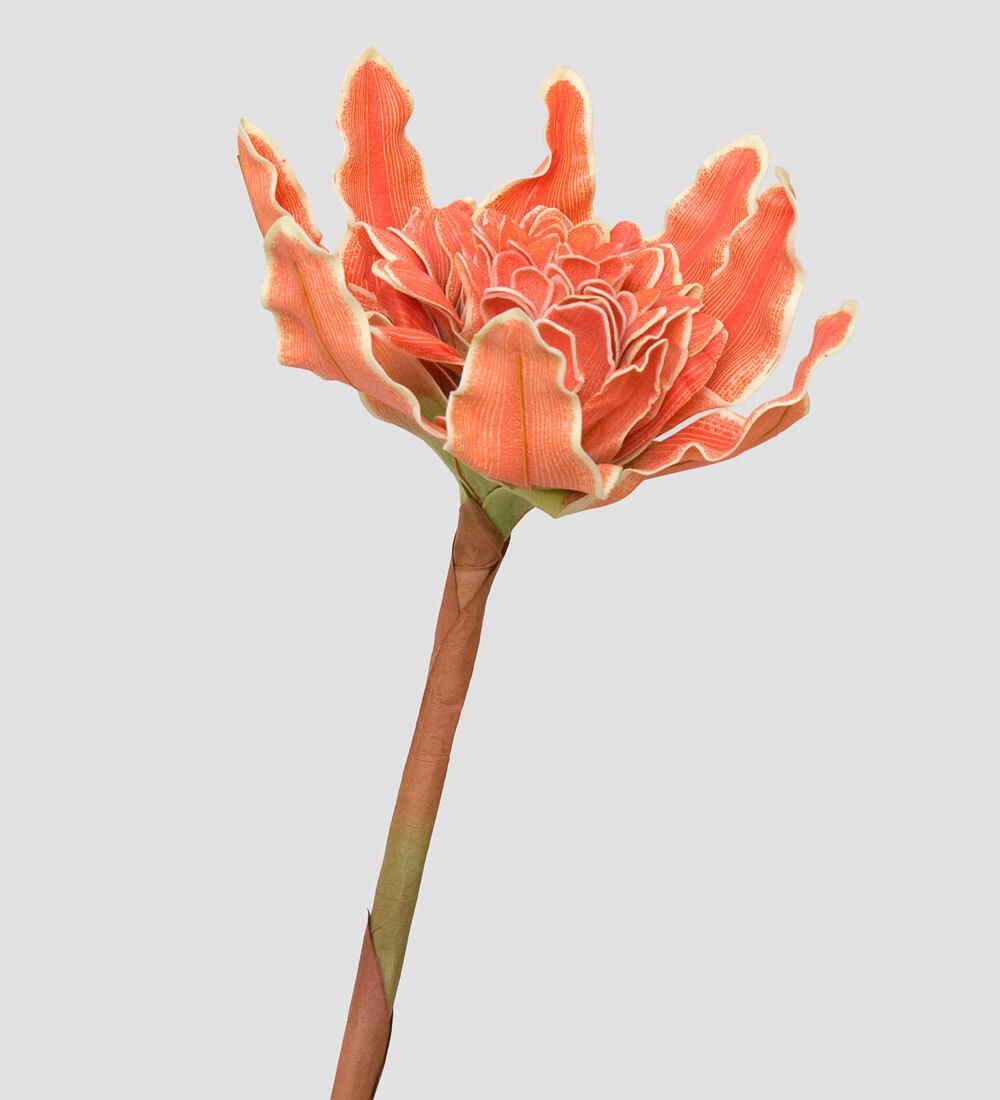 TR 582 Имбирь-факел