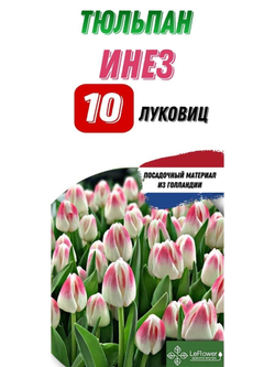 Тюльпан Луковица, Инез, 10шт