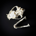 Череп собаки