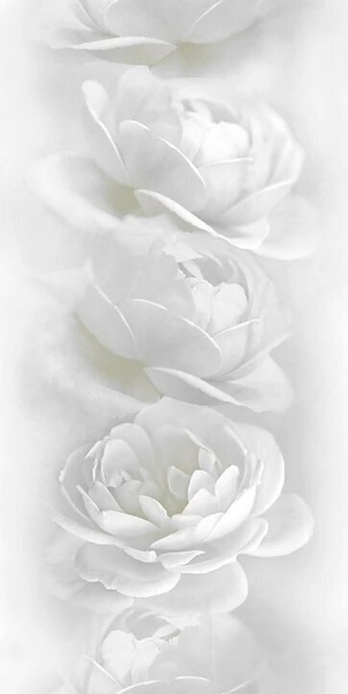 Панель ПВХ термопечать Белые розы 851 2700х250 мм