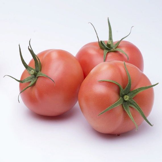 МАМСТОН F1 семена томата купить