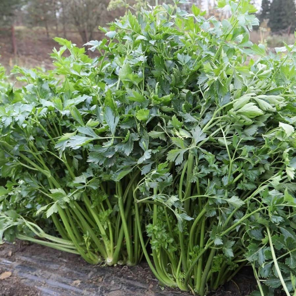 Потенциал семена сельдерея (Гавриш)