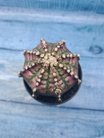 Gymnocalycium T-Rex Pink hybrid (Гимнокалициум T-rex)