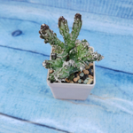 Monvillea Spegazzinii (Монвилея)