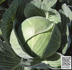 Каунтер F1 семена капусты белокочанной (Bejo / Бейо)