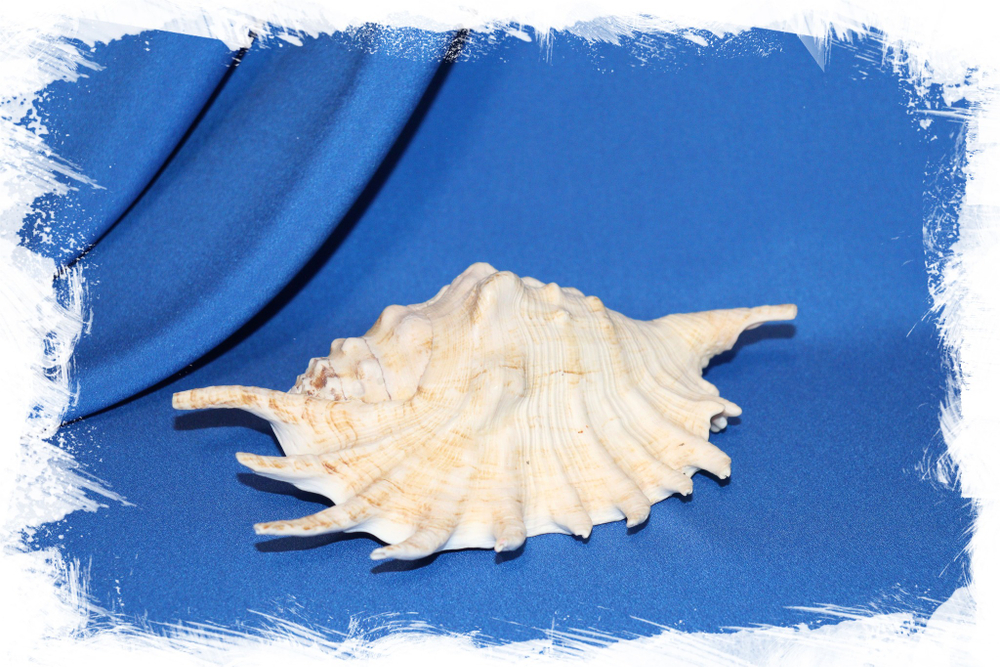 Ракушка Strombus millepeda. Купить