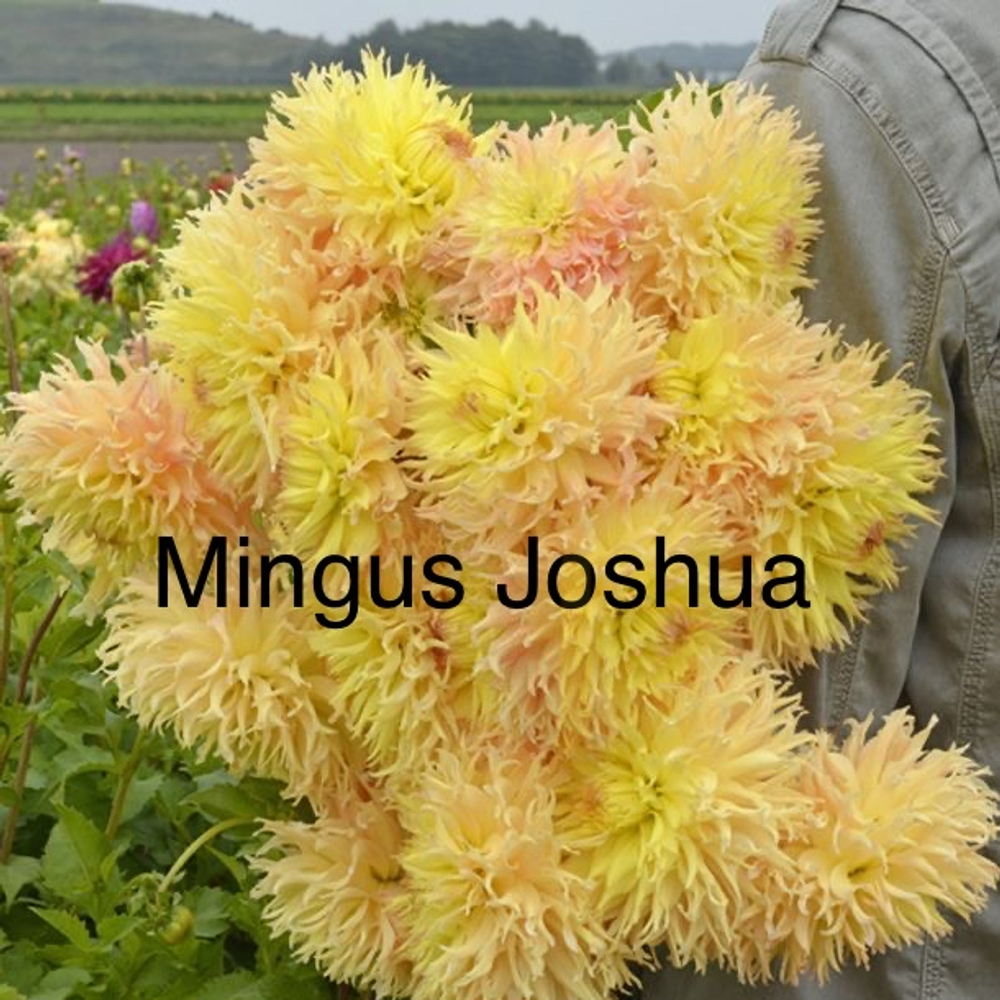 Георгина Мингус Джошуа (Mingus Joshua), корнеклубень