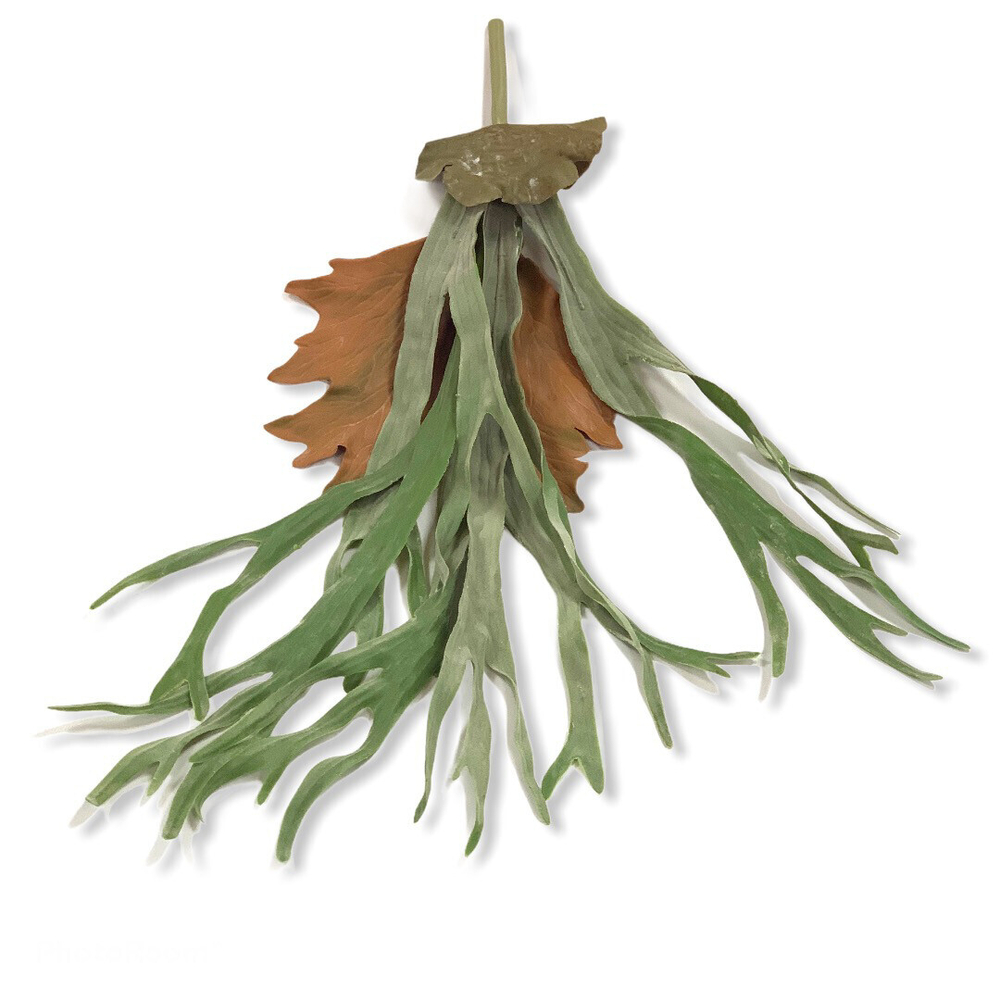 Платицериум 78 см.