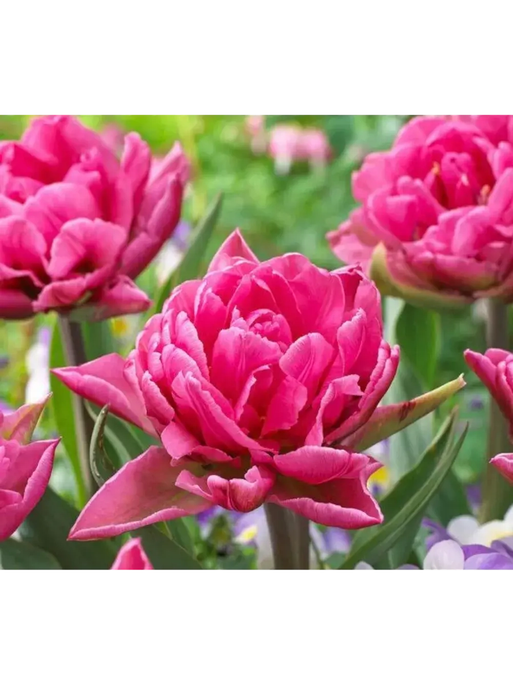 Тюльпаны пионовидные ,луковицы сорт OERAL (4 штуки)