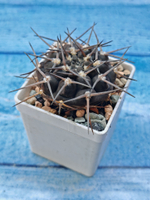 Gymnocalycium Borthii Nogolense (Гимнокалициум)