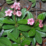 Зимолюбка зонтичная