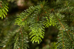 Ель 185см Black Box Раскидистая зеленая