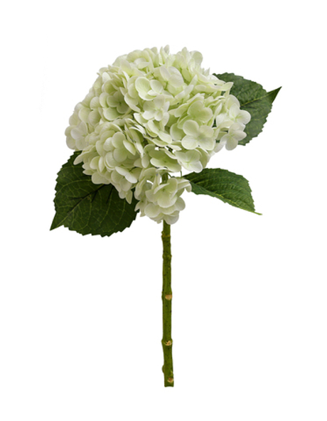 Гортензия садовая на стебле - Светло-зеленый