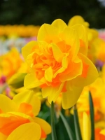 Нарцисс Махровый Санкетчер