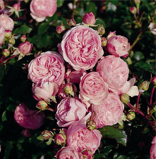 Роза Мария-Терезия С7 Закупка М57 июнь 2026