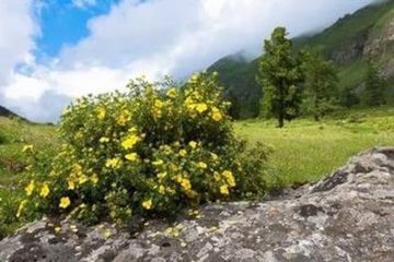 Курильский чай