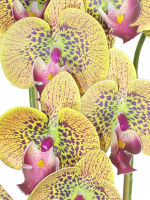 Искусственные Орхидеи Фаленопсис 3 ветки горчичные латекс 65см в кашпо