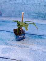 Schlumbergera cv. Thor Wild Cactus White (Шлюмбергера)