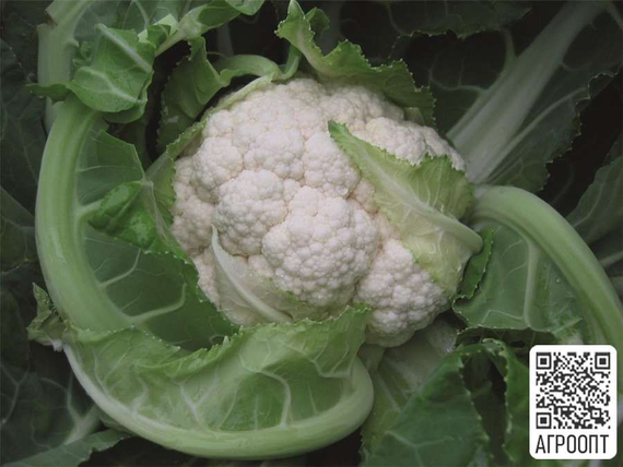 БАЛБОА F1 семена капусты цветной (Bejo | Alexagro) – фото 2