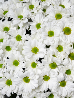 Моно букет из 25 хризантем ромашка