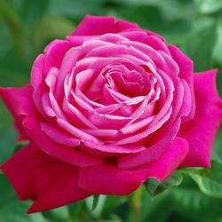 Сенте Рояль (Senteur Royale)