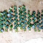 Сциндапсус BLACK MAMBA