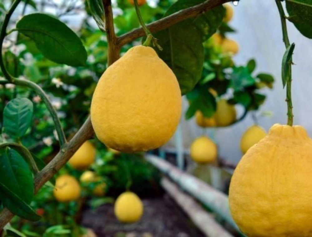 Лимон Ташкентский