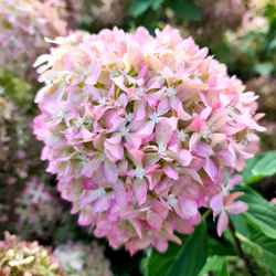 Гортензия метельчатая Пиксио (Hydrangea paniculata Pixio)