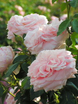 Роза Гарден оф Роузес С7 Закупка М57 июнь 2026