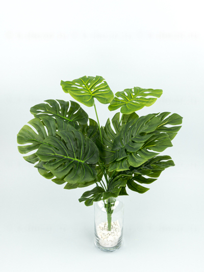 Куст монстеры Биг