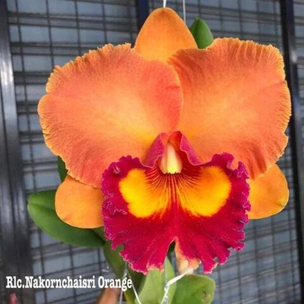 Орхидея ринхолелиокаттлея RLC. NAKORNCHAISRI ORANGE