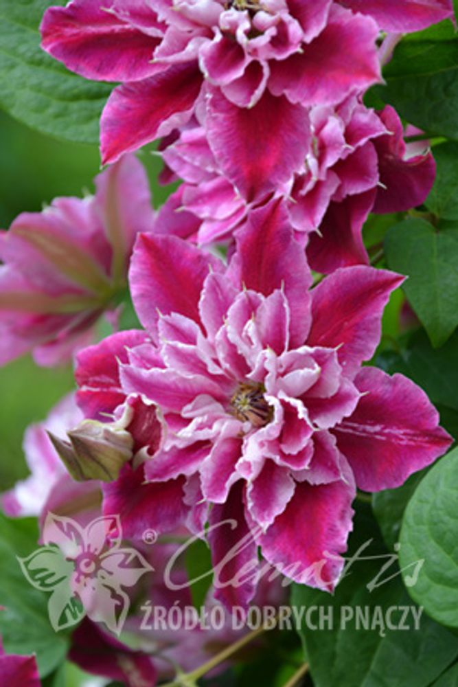 Клематис гибридный Май Дарлинг Закупка М33 апрель 2026