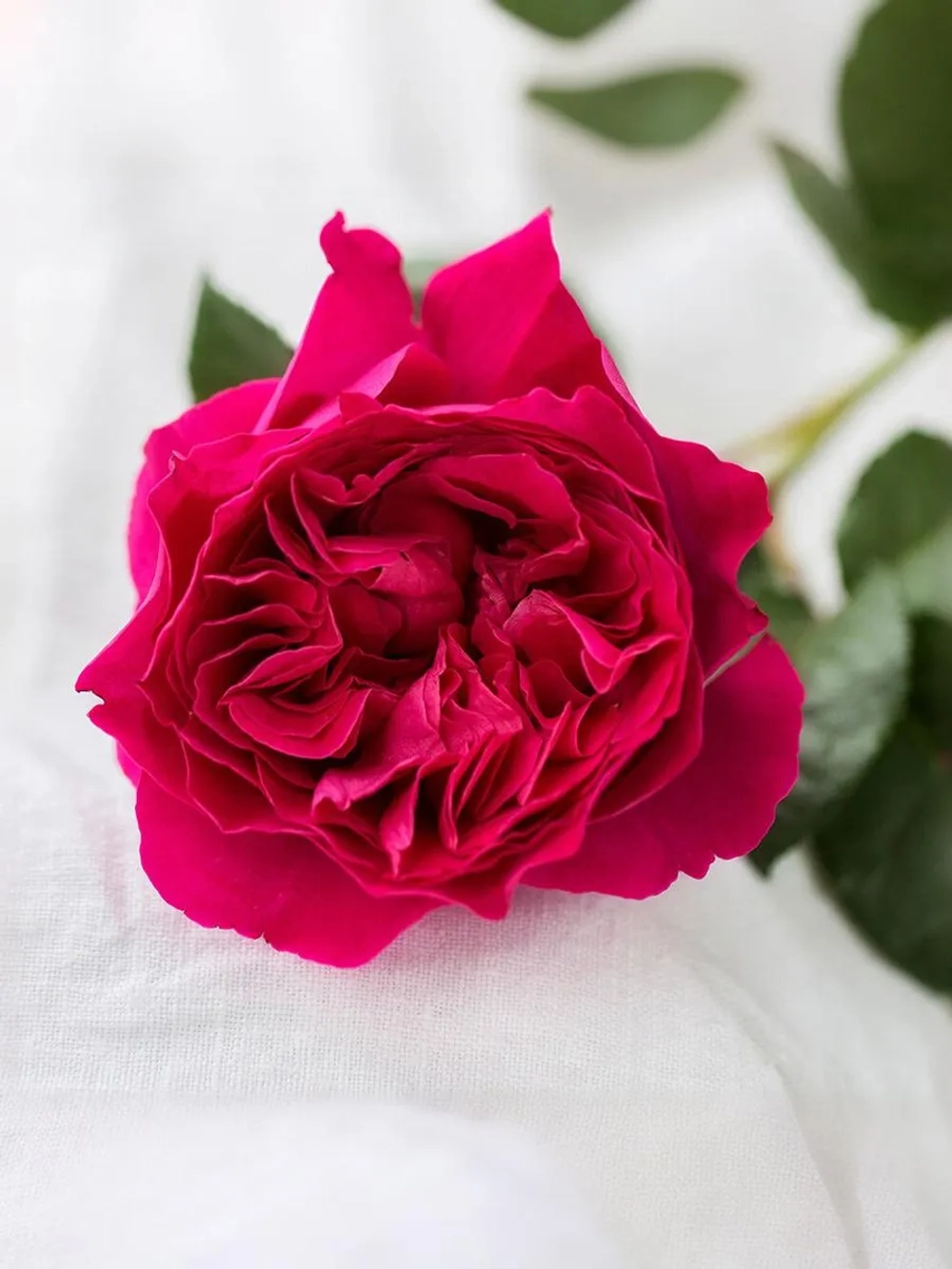 Роза английская Кейт